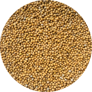 De Kruidenshop Mosterdzaad Geel