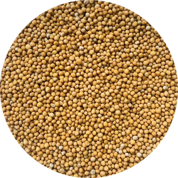 De Kruidenshop Mosterdzaad Geel – 100% puur mosterdzaad voor koken & inmaken
