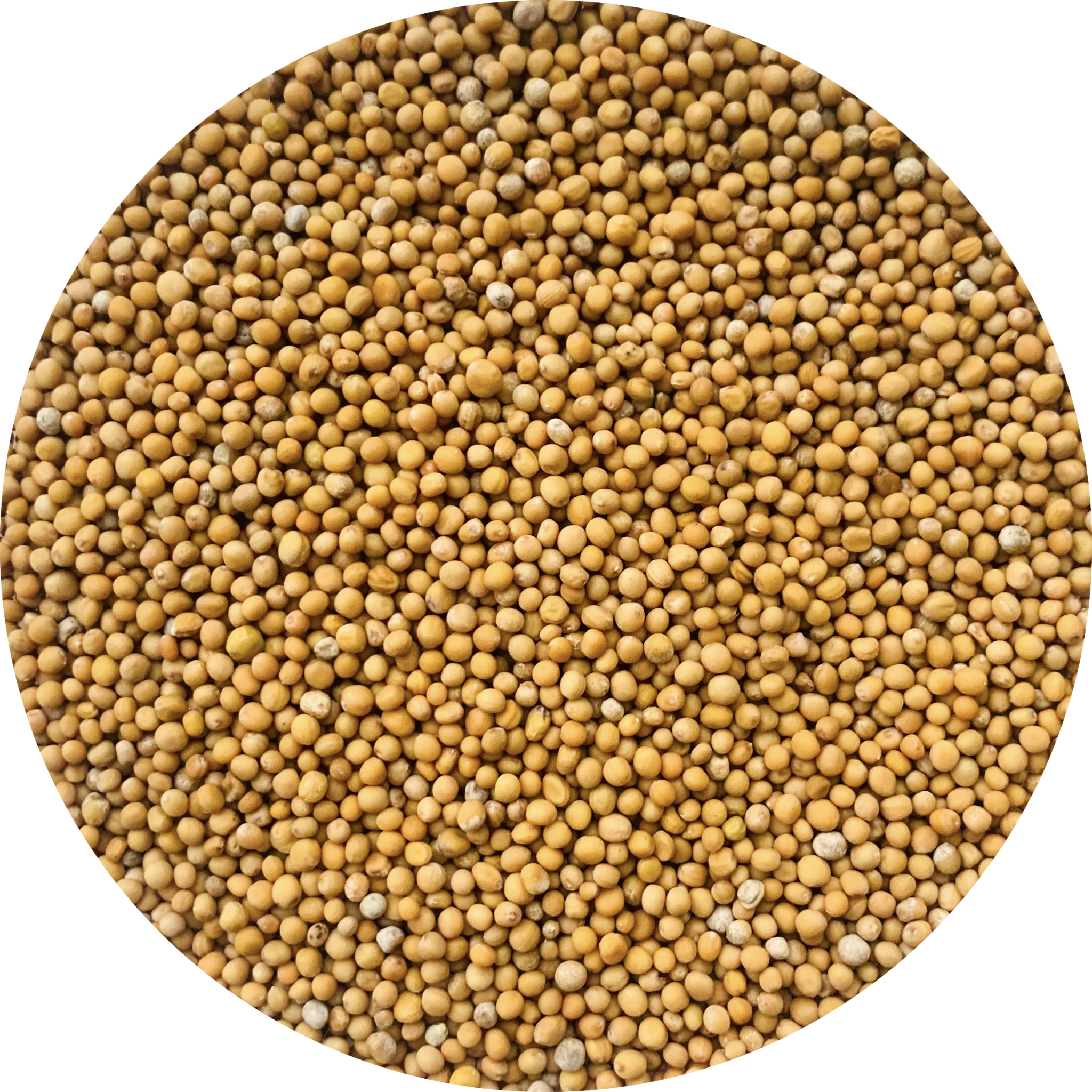 De Kruidenshop Mosterdzaad Geel – 100% puur mosterdzaad voor koken & inmaken