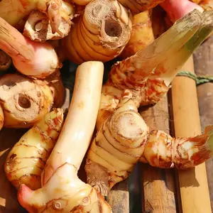 De Kruidenshop Thaise gember (laos of galanga) voor curry en wok
