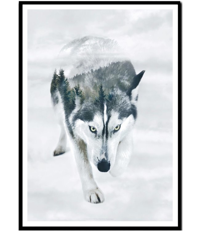 Faunascapes Faunascapes Poster Siberian Husky  (different sizes)