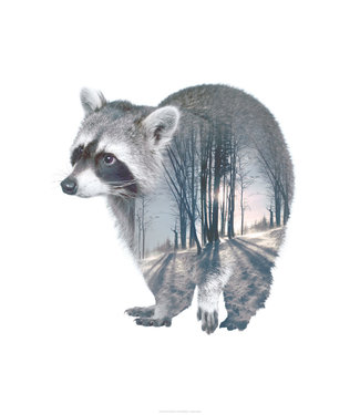 Faunascapes Faunascapes Poster Racoon 50 x 70cm