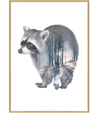 Faunascapes Faunascapes Poster Racoon 50 x 70cm