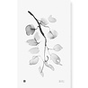 Teemu Järvi Teemu Järvi Poster Birch Branch 30 x 50 cm Teemu Järvi Teemu Järvi Poster Birch Branch 30 x 50 cm