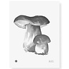 Teemu Järvi Teemu Järvi Poster Porcini Mushroom 30 x 40 cm Teemu Järvi Teemu Järvi Poster Porcini Mushroom 30 x 40 cm