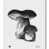 Teemu Järvi Teemu Järvi Poster Porcini Mushroom 30 x 40 cm Teemu Järvi Teemu Järvi Poster Porcini Mushroom 30 x 40 cm