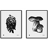 Teemu Järvi Teemu Järvi Poster Porcini Mushroom 30 x 40 cm Teemu Järvi Teemu Järvi Poster Porcini Mushroom 30 x 40 cm
