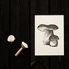Teemu Järvi Teemu Järvi Poster Porcini Mushroom 30 x 40 cm Teemu Järvi Teemu Järvi Poster Porcini Mushroom 30 x 40 cm