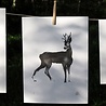 Teemu Järvi Teemu Järvi Poster Deer 30 x 40 cm Teemu Järvi Teemu Järvi Poster Deer 30 x 40 cm
