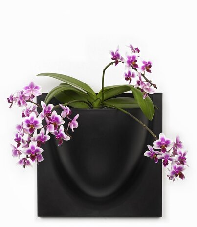 Verti Copenhagen Verti Copenhagen VertiPlants BIO Wandpot 30x30cm Zwart Verti Copenhagen Verti Copenhagen VertiPlants BIO Wandpot 30x30cm Zwart