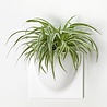 Verti Copenhagen Verti Copenhagen VertiPlants BIO Wall Jar 30x30cm White Verti Copenhagen Verti Copenhagen VertiPlants BIO Wall Jar 30x30cm White