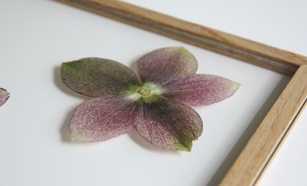 Winterbloemen inlijsten