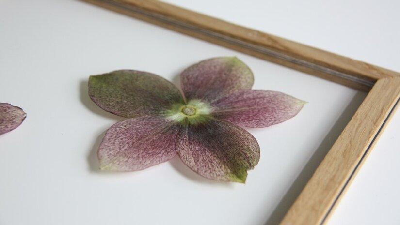 Winterbloemen inlijsten