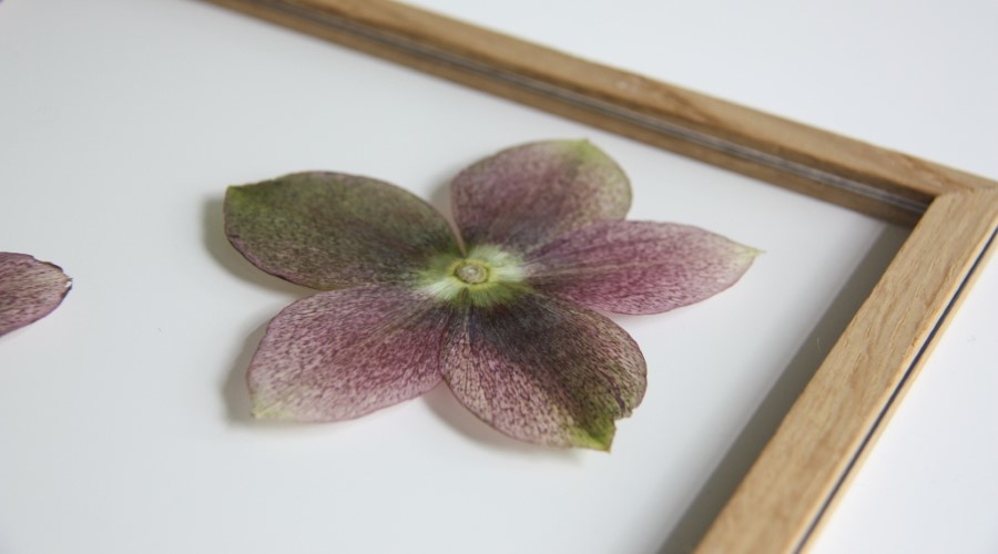 Winterbloemen inlijsten