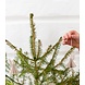 LOVI Lovi Engel berkenhout naturel DIY pakketje - 3 formaten - ook leuk om te versturen als cadeau LOVI Lovi Engel berkenhout naturel DIY pakketje - 3 formaten - ook leuk om te versturen als cadeau
