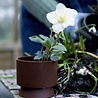 Rosendahl Rosendahl Ro Flowerpot 15 cm made of recycled plastic Bordeaux Rosendahl Rosendahl Ro Flowerpot 15 cm made of recycled plastic Bordeaux