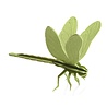 LOVI Lovi dragonfly wood - different colours - Birch plywood 3D-animal DIY package - perfect to send as a gift LOVI Lovi dragonfly wood - different colours - Birch plywood 3D-animal DIY package - perfect to send as a gift