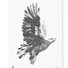 Teemu Järvi Teemu Järvi Poster Eagle 50 x 70 cm Teemu Järvi Teemu Järvi Poster Eagle 50 x 70 cm