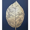 Monika Petersen Monika Petersen Lino Print Berkenblad Goud Indigo 50x70 Monika Petersen Monika Petersen Lino Print Berkenblad Goud Indigo 50x70