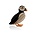 LOVI papegaaiduiker Puffin zwart oranje (diverse formaten)