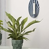 Dottir Nordic Design Dottir Samsurium flower pot spruce green small Dottir Nordic Design Dottir Samsurium flower pot spruce green small