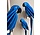 LOVI Papegaai Hyacinth Macaw Blauw  (diverse formaten)