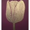 Monika Petersen Monika Petersen Lino Print Tulp Goud Bordeaux 50x70 Monika Petersen Monika Petersen Lino Print Tulp Goud Bordeaux 50x70