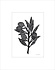 Monika Petersen A5 Mini Poster Olive branch