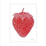Monika Petersen Monika Petersen Mini Poster Strawberry red A5 Monika Petersen Monika Petersen Mini Poster Strawberry red A5