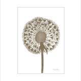 Monika Petersen Monika Petersen Mini Poster Dandelion A5