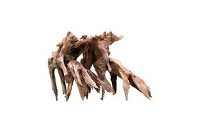 Octopus Wood