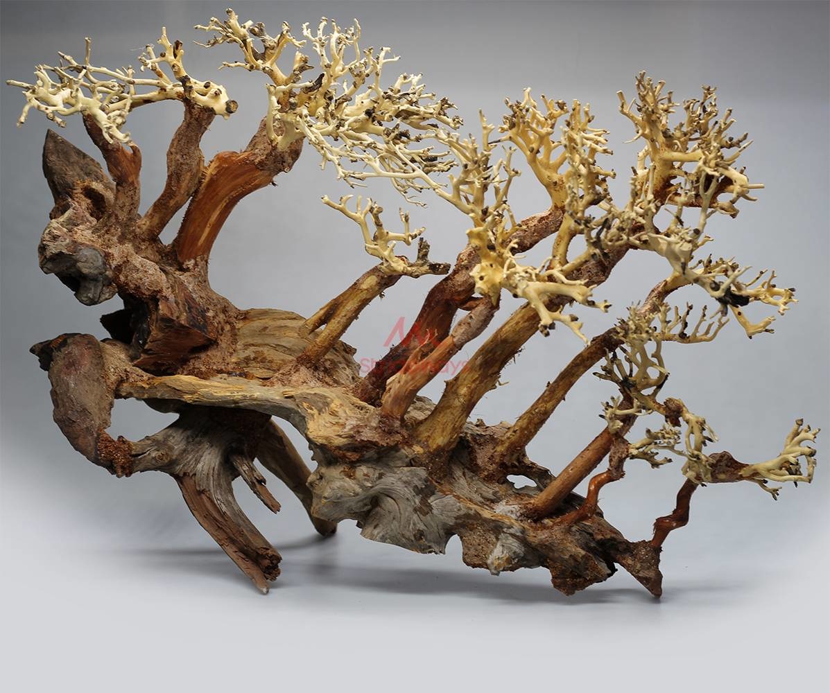 Bonsai Medium
