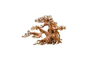 Un bonsai