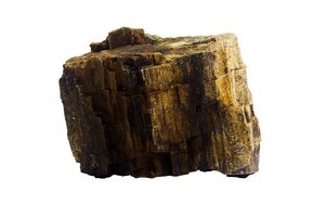Fossilized Wood