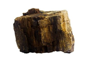Bois fossilise