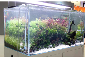 Aquarium en verre super clair Ila - De Belgische webshop voor al uw  aquascaping producten en projecten.