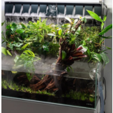 Dooa Mizukusa Mur Mur 60