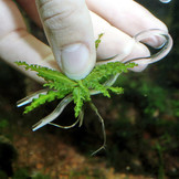 JBL ProCape Plantis