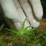 JBL ProCape Plantis