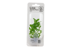 Tropica Bacopa Caroliniana (facile)