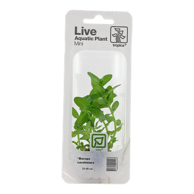 Tropica Bacopa caroliniana (easy)