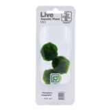 Tropica Cladophora aegagropila (Easy)