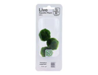 Tropica Cladophora aegagropila (Easy)