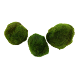 Tropica Cladophora aegagropila (Easy)