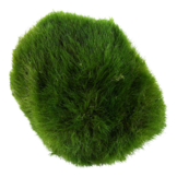 Tropica Cladophora aegagropila (Easy)