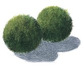 Tropica Cladophora aegagropila (Easy)