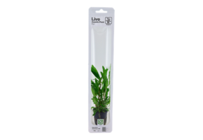 Tropica Hygrophila 'Siasensis 53b' (facile)