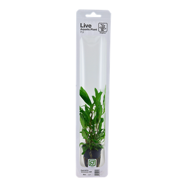 Tropica Hygrophila 'Siasensis 53b' (facile)