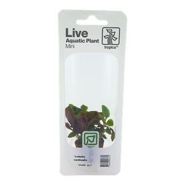 Tropica Lobelia cardinalis (easy)