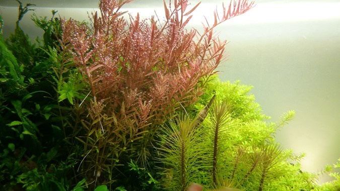 Rotala rotundifolia In Vitro